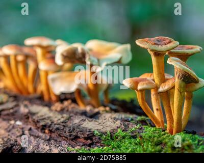 Auf einem verfaulten moosigen alten Baumstamm wachsen viele klein Baumpilze im Herbst Stockfoto