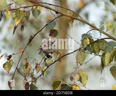 Siskin füttert Birkensamen Stockfoto