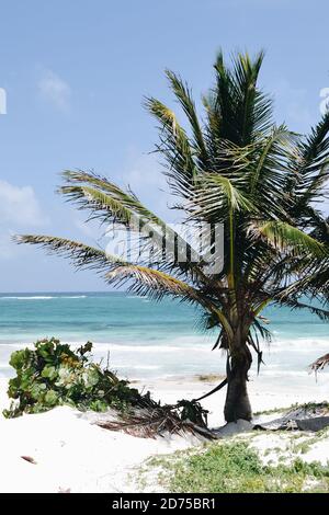 Palmen am Strand von Tulum Stockfoto