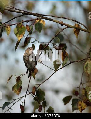 Siskin füttert Birkensamen Stockfoto