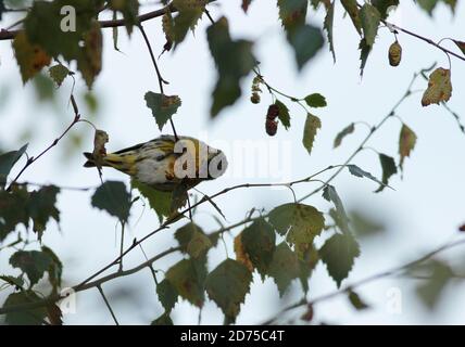 Siskin füttert Birkensamen Stockfoto