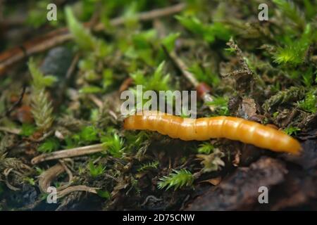 Wireworm - Larven von Agriotes eine Käferart aus der Familie der Elateridae. Es ist allgemein bekannt als der ausgekleidete Klickkäfer. Stockfoto