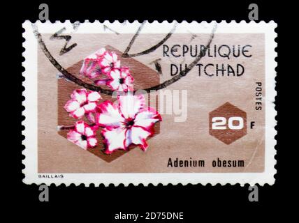 MOSKAU, RUSSLAND - 2. JANUAR 2018: Eine im Tschad gedruckte Briefmarke zeigt Adenium obesum, Flora Serie, um 1975 Stockfoto