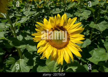 Schöne Aussicht auf eine helle Sonnenblume, die fast den Rahmen füllt. Bienen auf der Blume Stockfoto