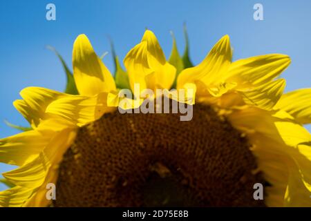 Abstrakte, absichtlich unscharf und verschwommen Halbansicht einer gelben Sonnenblume, nützlich für Hintergründe Stockfoto