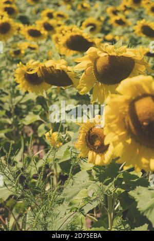 Portrait Orientaton Ansicht eines großen Feldes von lebendigen Sonnenblumen In voller Blüte Stockfoto