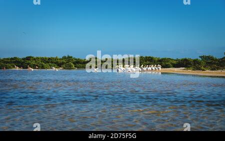 Gruppe von weißen Pelikanen und rosa Flamingos in der Lagune von Chelem, Yucatan, Mexiko Stockfoto