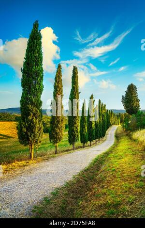 Zypressen Straße in Certaldo canonica Park bei Sonnenuntergang. Florenz, Toskana, Italien Europa Stockfoto