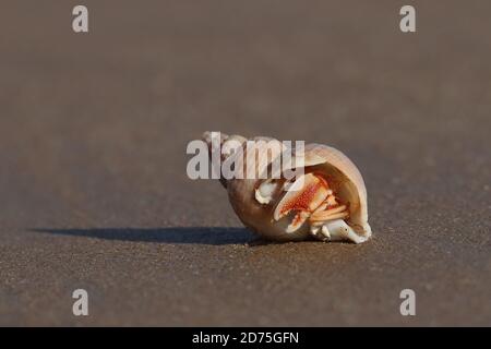 Einsiedlerkrebs (Pagurus bernhardus) Stockfoto