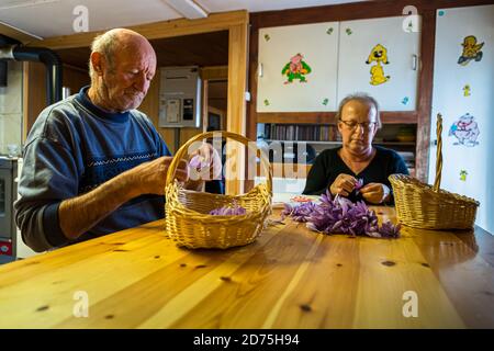 Safranernte und Verarbeitung in Mund, Naters, Schweiz Stockfoto