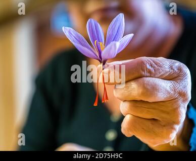 Vorsichtig werden die drei roten Safranfäden vom wertlosen Teil der Blume getrennt. Safranernte und -Verarbeitung in Mund, Naters, Schweiz Stockfoto