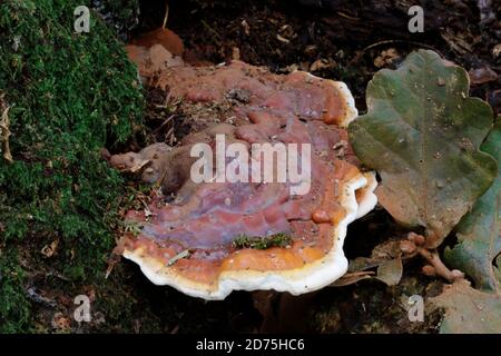 Die lackierte Halterung, Ganoderma resinaceum, soll starke medizinische Eigenschaften haben Stockfoto