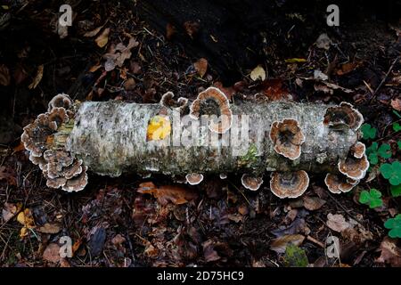 Der Putenschwanzpilz, Trametes versicolor, wächst aus einem gefallenen Birkenstamm auf dem Waldboden. Dieser Pilz ist ein wichtiger Faktor für den Waldzerfall. Stockfoto