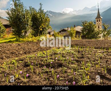 Anbau, Ernte und Verarbeitung von Safran in Mund, Naters, Schweiz Stockfoto