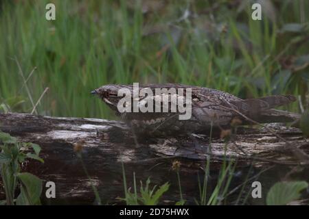 Europäische nightjar (Caprimulgus europaeus) Stockfoto