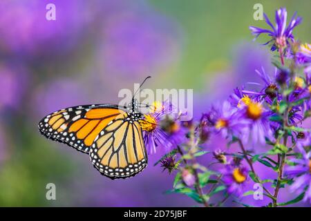 Monarch Schmetterling Fütterung auf lila Aster Blume im Sommer floralen Hintergrund. Monarch Schmetterlinge im Herbst blühenden Astern Stockfoto