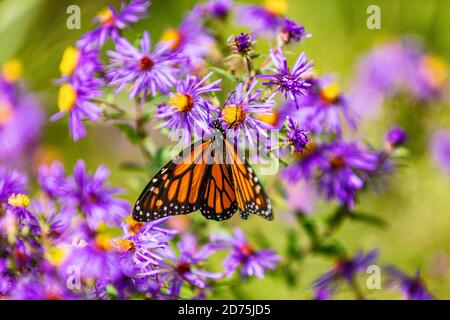 Monarch Schmetterling Fütterung auf lila Aster Blume im Sommer floralen Hintergrund. Monarch Schmetterlinge im Herbst blühenden Astern Stockfoto