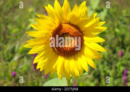 Einsame Sonnenblume Stockfoto