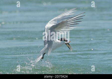 Sandwichseeschwalbe (sterna sandvicensis) Stockfoto