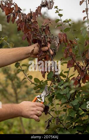 Man Schnitt Brunch infiziert mit Feuerbrand, Feuerbrand, Quitte Apfel und Birne Krankheit durch Bakterien Erwinia amylovora verursacht Stockfoto