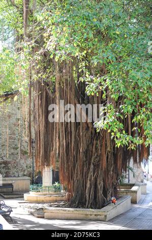 Banyan-Baum mit spanischem Moos aus dem alten San Juan Puerto Rico.EIN banyan, auch Banian genannt, ist eine Feige, die ihr Leben als Epiphyt beginnt. Stockfoto