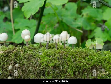 Möglicherweise fand die Haube oder Mycena galericulata wachsen in Fülle auf einem gefallenen Baum. Stockfoto