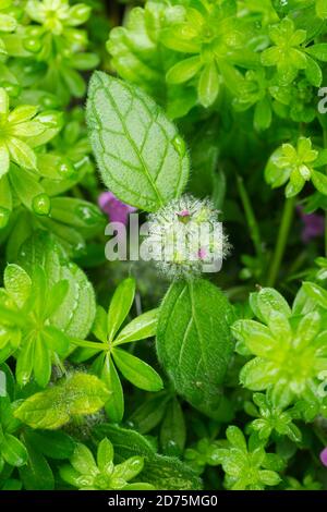 Ein unreifer Blütenkopf des Wild Basil oder Clinopodium vulgare, der im Oktober in Frankreich wächst. Stockfoto