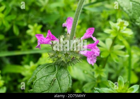 Wild Basil oder Clinopodium vulgare wächst in Überfluss in der Nähe einer alten Eisenbahnlinie in einem Oktober Frankreich. Stockfoto