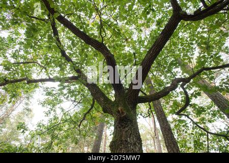 Baum sah aus wie ein erschossen Mann in der Nähe eines von mindestens 30 Massengräbern von 12.000 bis 14.000 polnischen Intellektuellen (nationale Aktivisten, Lehrer, Priester) aus Stockfoto