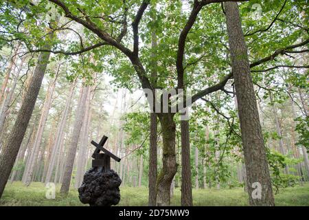 Baum sah aus wie ein erschossen Mann in der Nähe eines von mindestens 30 Massengräbern von 12.000 bis 14.000 polnischen Intellektuellen (nationale Aktivisten, Lehrer, Priester) aus Stockfoto