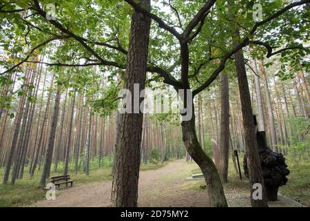 Baum sah aus wie ein erschossen Mann in der Nähe eines von mindestens 30 Massengräbern von 12.000 bis 14.000 polnischen Intellektuellen (nationale Aktivisten, Lehrer, Priester) aus Stockfoto