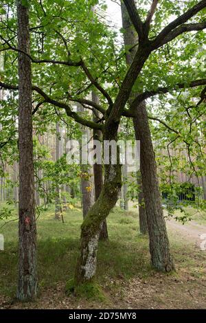 Baum sah aus wie ein erschossen Mann in der Nähe eines von mindestens 30 Massengräbern von 12.000 bis 14.000 polnischen Intellektuellen (nationale Aktivisten, Lehrer, Priester) aus Stockfoto