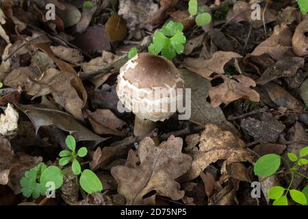 Möglicherweise ein junger Sonnenschirmpilz oder macrolepiota procera im frühen Wachstum. Stockfoto