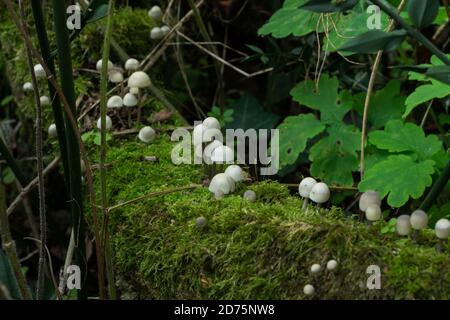 Was könnte für ein Treffen der Märchenmützen auf einem gefallenen Baum im Oktober passieren. Stockfoto
