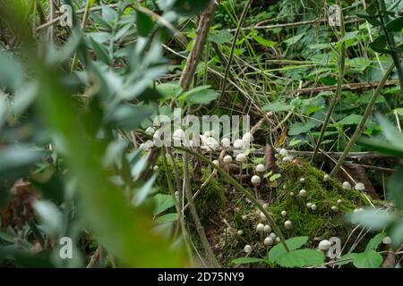 Eine Gruppe von möglicherweise, Feenhelm oder mycena galericulata wächst auf einem gefallenen Baum im Oktober. Stockfoto