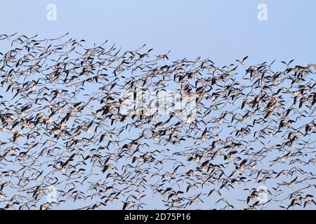 Amerikanische Avocets, Recurvirostra americana. Hunderte von Avocets im Wintergefieder fliegen in der Nähe des Bolivar Jetty, Texas Stockfoto