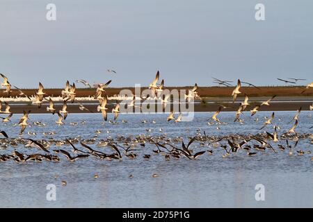 Schwarze Abschäumer, Rynchops niger, im Flug. Ein Schwarm Schwarzer Skimmers rollt über dem seichten Wasser der Bucht neben dem Bolivar Jetty, Texas. Stockfoto