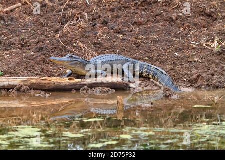 Junge amerikanische Alligator, Alligator Mississippiensis Aalen neben dem Sumpf im Brazos Bend State Park im Januar. Stockfoto