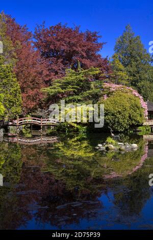 Japanischer Garten, Hatley Park, Victoria, Britisch-Kolumbien zu senken Stockfoto