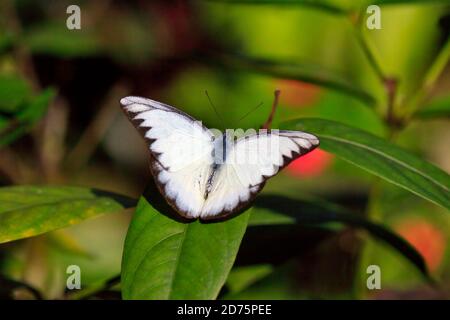 Gestreifte Albatros Schmetterling, Appias Libythea Olferna, Männlich Stockfoto