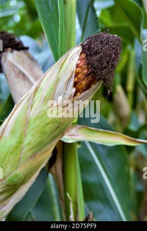 Bild einer Maispflanze mit Maiskolben, Zea mays Stockfoto