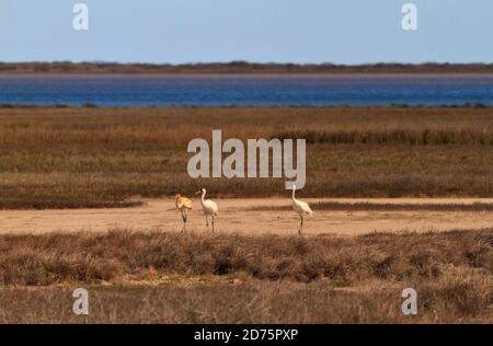 Whooping Cranes, Grus americana, im Aransas National Wildlife Refuge, Gulf Coast, Texas. Höchster nordamerikanischer Vogel. Gefährdet. Vögel überwintern in Ara Stockfoto