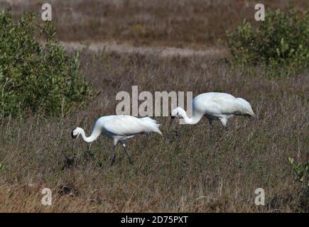 Whooping Cranes, Grus americana, im Aransas National Wildlife Refuge, Gulf Coast, Texas. Höchster nordamerikanischer Vogel. Gefährdet. Vögel überwintern in Ara Stockfoto