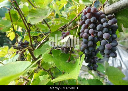 Weintrauben Trauben auf einem Weinanbau in der Toskana.Landwirtschaftliche biologische Wein Produktion Stockfoto