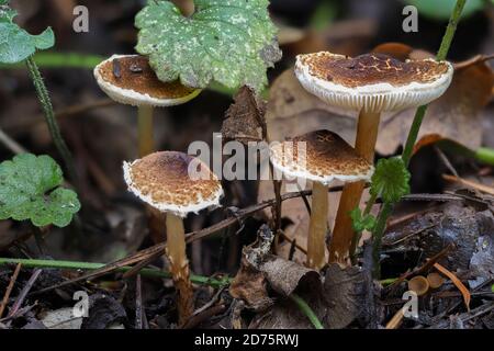 Der Kastaniendapperling (Lepiota castanea) ist ein tödlicher giftiger Pilz, gestapeltes Makrofoto Stockfoto