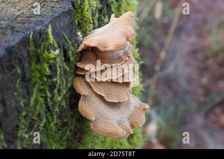 Der bittere Oysterling (Panellus stipticus) ist ein ungenießbarer Pilz, gestapeltes Makrofoto Stockfoto
