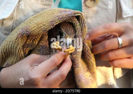 Nahaufnahme einer Hand, die einen verletzten niedlichen Falken hält kestrel Vogel in ein Handtuch gewickelt Stockfoto