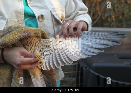 Nahaufnahme einer Hand, die einen verletzten Falkenfalken untersucht Vogelflügel vor der Freigabe in ein wildes Stockfoto