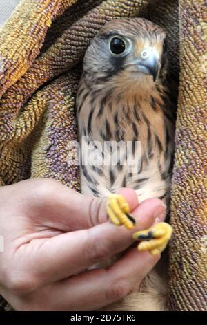 Nahaufnahme vertikalen Schuss einer Hand hält eine verletzte niedlich falcon Turmfalke Vogel in ein Handtuch gewickelt Stockfoto