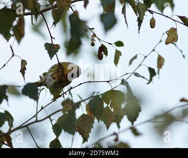 Siskin füttert Birkensamen Stockfoto